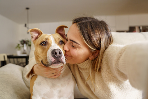 Photo Chien